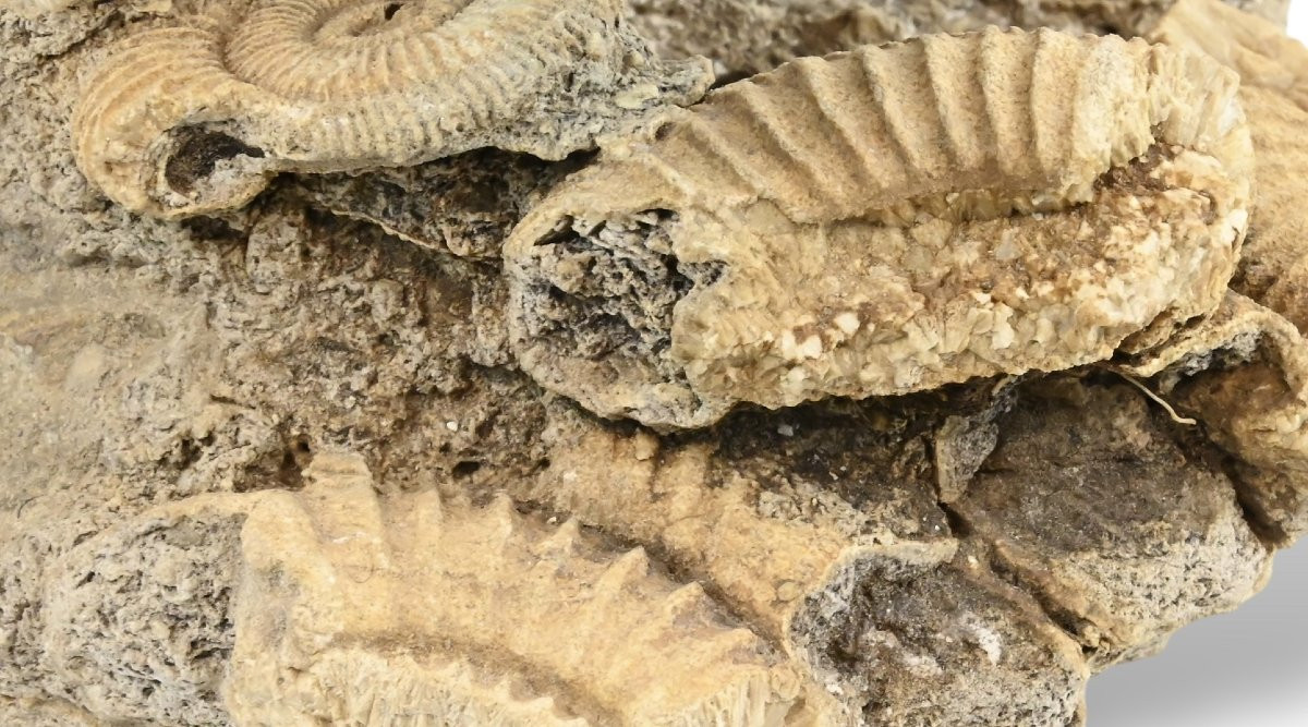 Papera in Pietra Dura su Roccia con Conchiglie Fossili - Svizzera - XX Secolo-photo-3